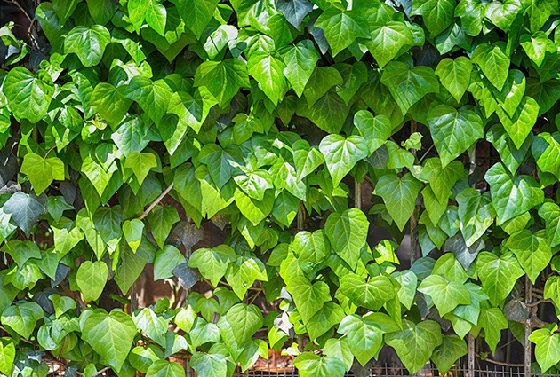 鐵絲網(wǎng)+苔蘚基質(zhì)植物墻的主要問題