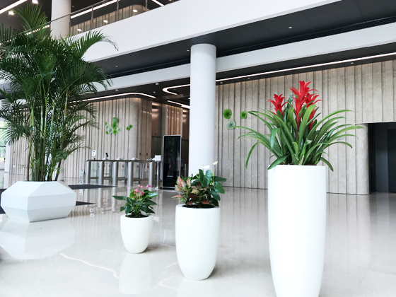 上海安聯(lián)大廈整體辦公樓綠植租賃與養(yǎng)護工程