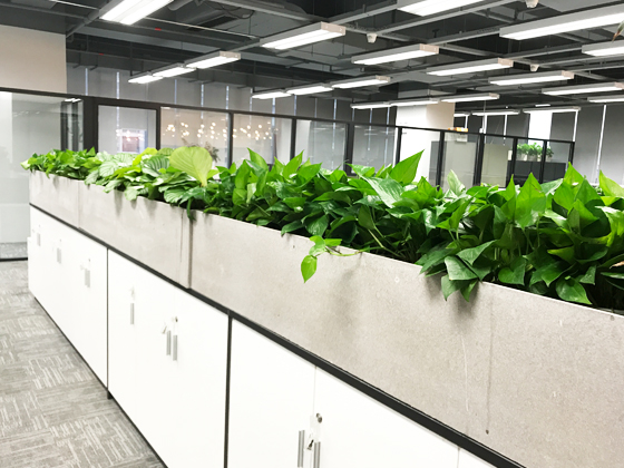 趙涌集團辦公室花卉綠植租賃布置