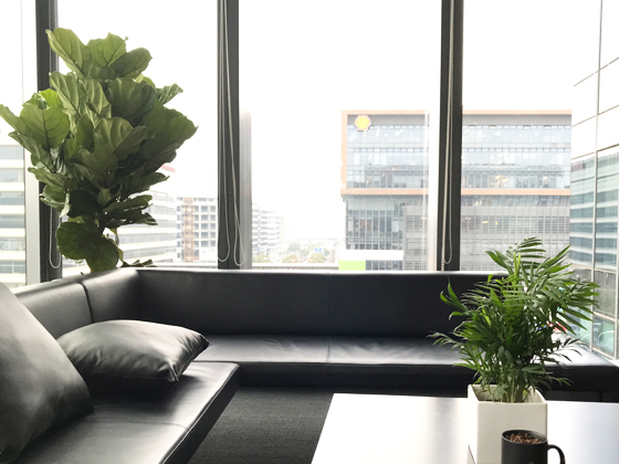 麥隆咖啡總部辦公樓綠植租賃業(yè)務(wù)