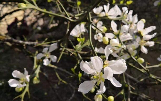 綠植租賃對于不會養(yǎng)殖花卉的人有哪些好處呢？