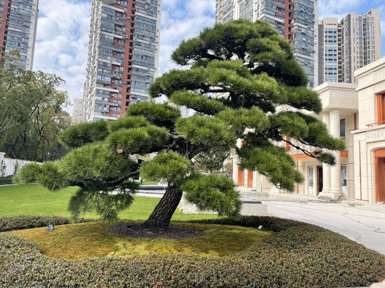 大寧攬翠藝墅 室外綠化施工與養(yǎng)護(hù)