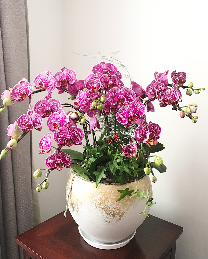 蝴蝶蘭15