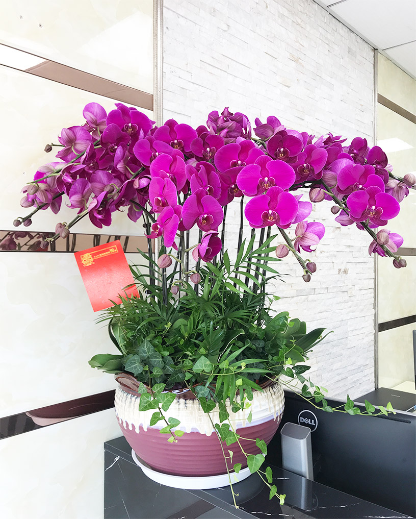 蝴蝶蘭16
