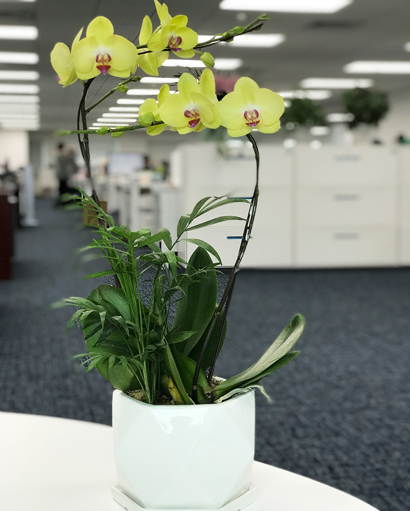 蝴蝶蘭19