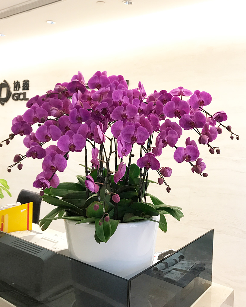 蝴蝶蘭23