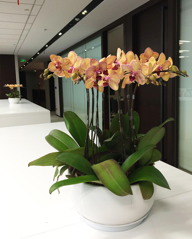 蝴蝶蘭27