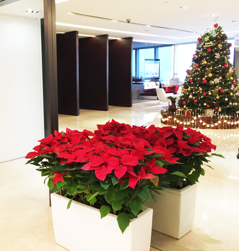 協(xié)鑫集團(tuán)圣誕布置