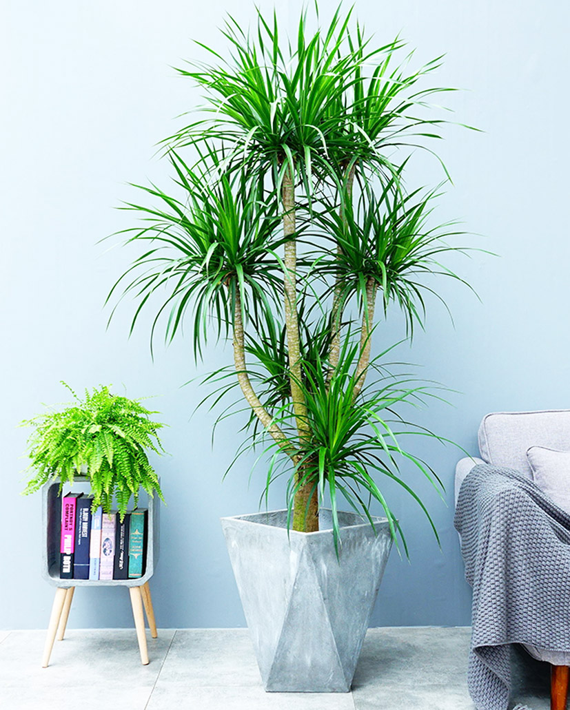 分叉造型龍血樹