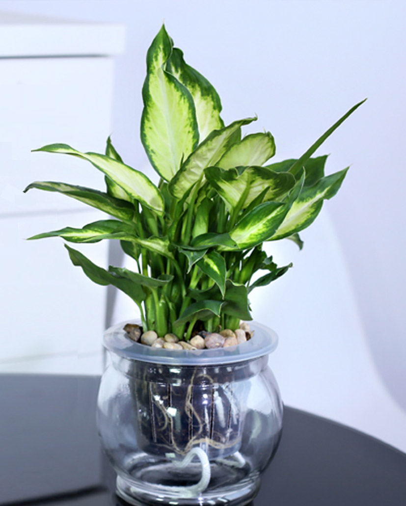 水培花葉萬年青