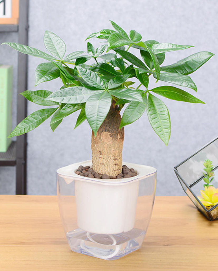 水培發(fā)財樹