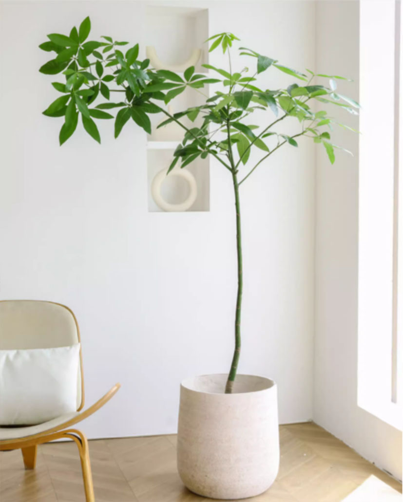 原生發(fā)財(cái)樹(shù)