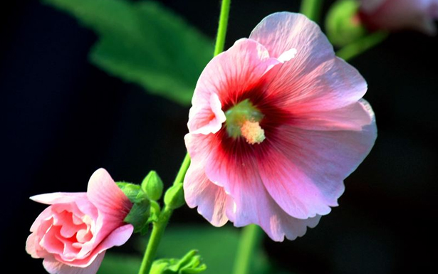 蜀葵的花語是什么？