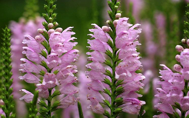 隨意草的花語是什么？