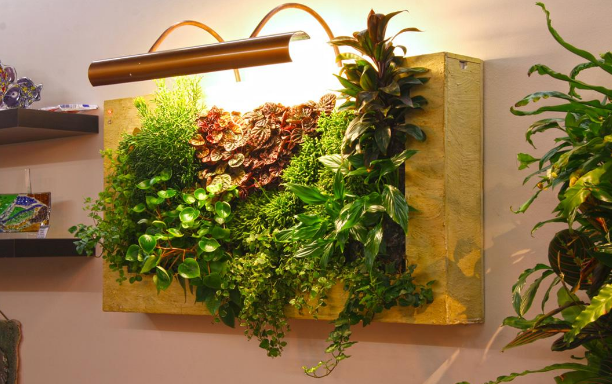 上海綠植租賃的未來發(fā)展是怎樣的