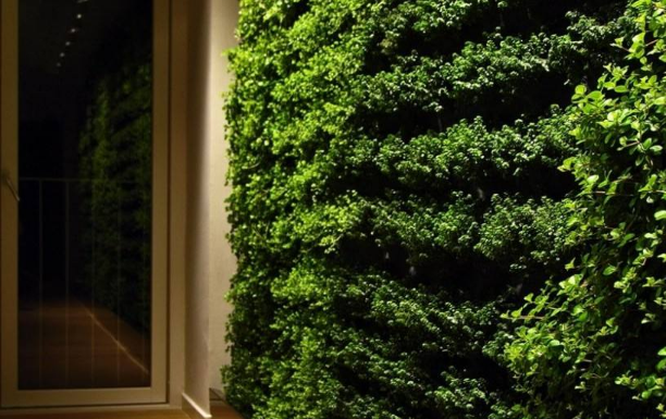 上海花卉租賃公司淺談垂直綠化的兩個特點(diǎn)