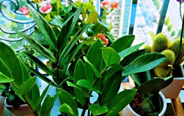 綠植租賃公司可以使綠植花卉呈現(xiàn)最佳的狀態(tài)