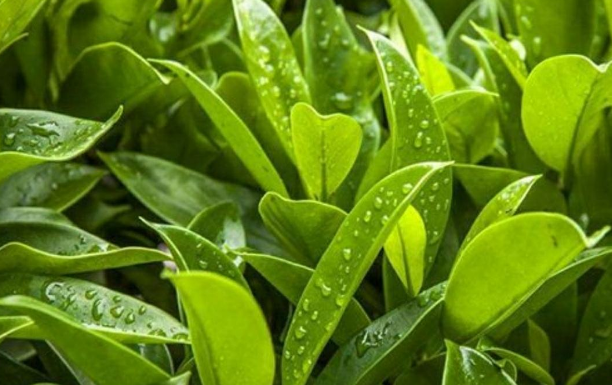 上海綠植租賃養(yǎng)護(hù)公司為您講解應(yīng)該如何正確養(yǎng)殖萬年青