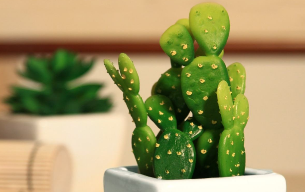 上海綠植租賃養(yǎng)護(hù)公司淺談適合在辦公室內(nèi)養(yǎng)殖的四種綠植