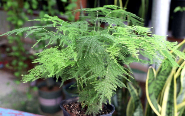 上海綠植租賃公司為您講解文竹的正確養(yǎng)殖方式